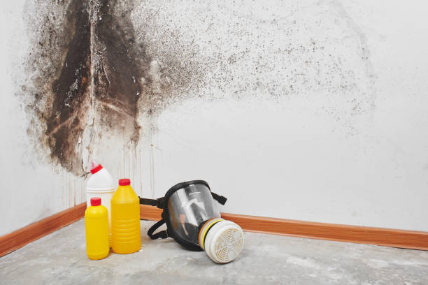 Best Fast Mold Removal  in Brownsville, KY