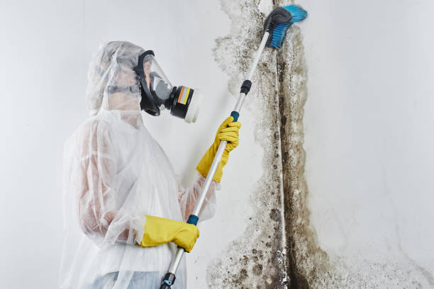 Office Mold Removal Services in Brownsville, KY