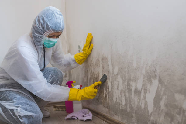 Certified Mold Removal in Brownsville, KY