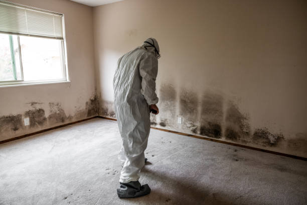 Best Local Mold Removal Service  in Brownsville, KY