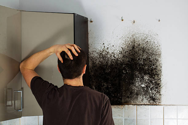 Best Best Mold Removal Companies  in Brownsville, KY