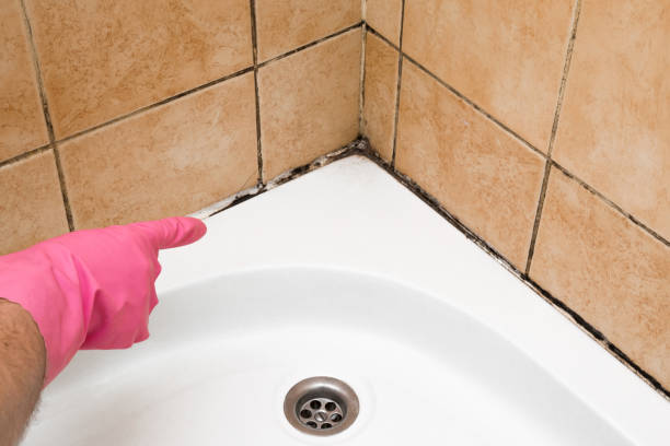 Best Professional Mold Removal  in Brownsville, KY